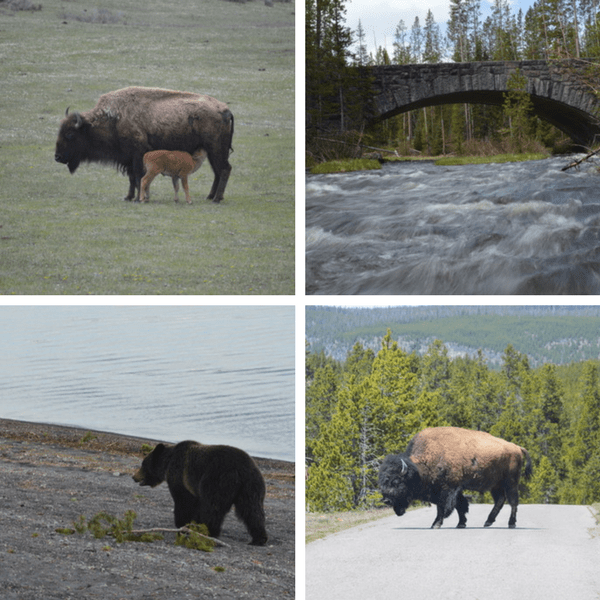 Yellowstone in Spring: Bear and Bison