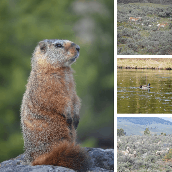 Yellowstone in Spring: Wildlife