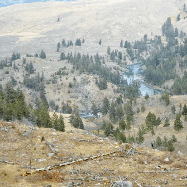 Do Not Feed the Animals: Yellowstone River