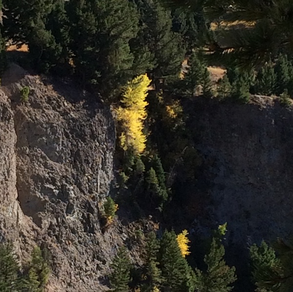 Changing of the Seasons: Aspen in the Grand Canyon of the Yellowstone