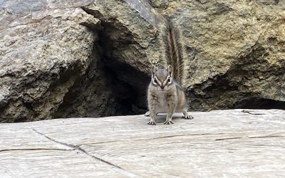 5 Kid-Friendly Yellowstone Hikes