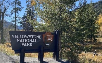 One Surprising Reason to Visit Yellowstone