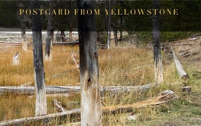 Postcard from Yellowstone: Bobby Socks Trees
