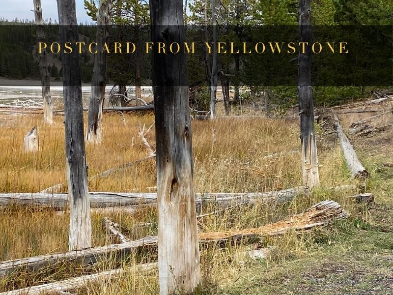 Postcard from Yellowstone: Bobby Socks Trees 