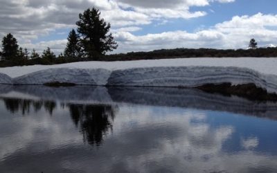 In Yellowstone: Spring